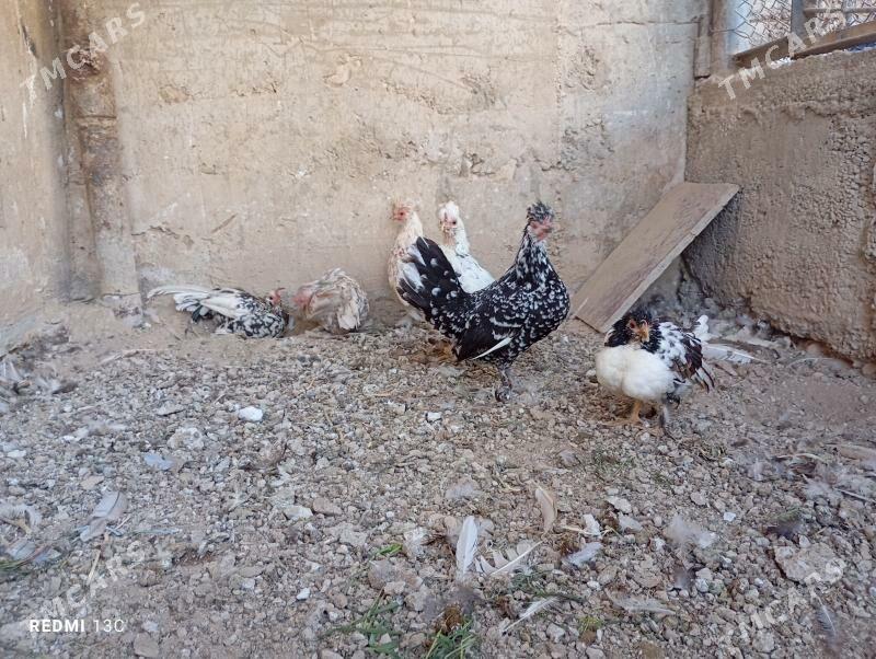 karlik towuk - Balkanabat - img 2