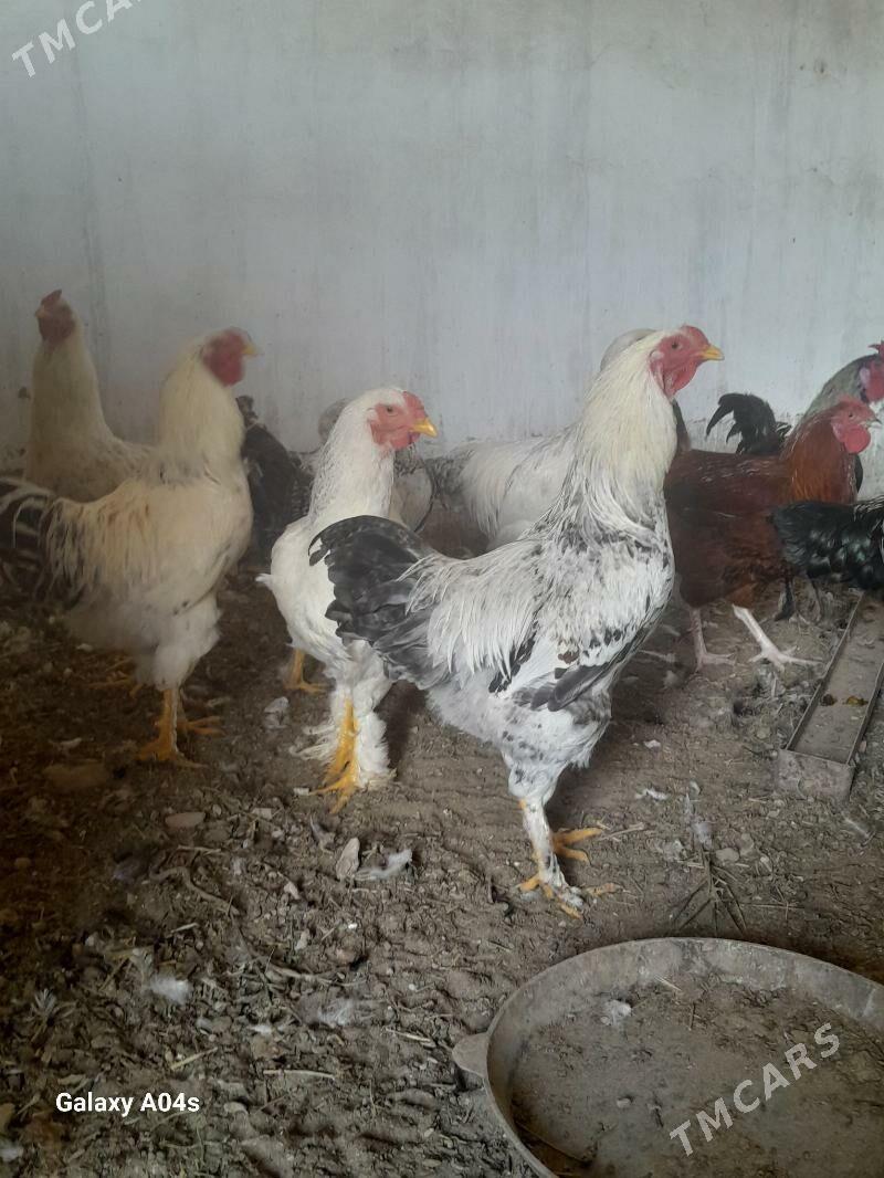 Horazlar - Дянев - img 2