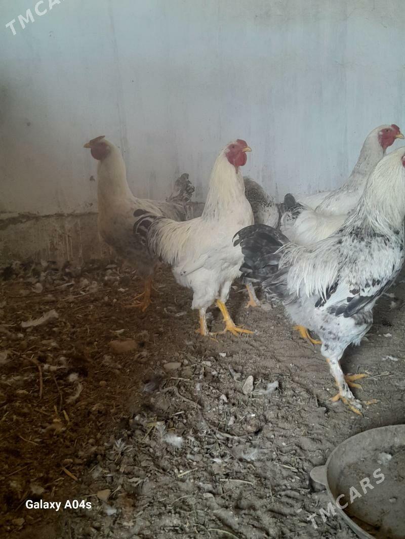 Horazlar - Дянев - img 3