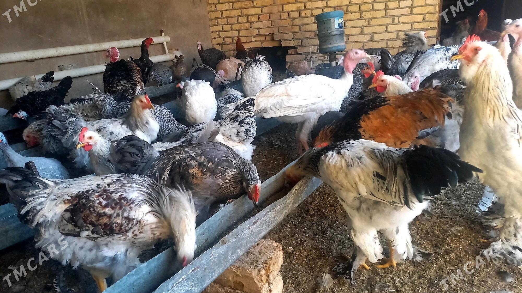 horaz balakly - Murgap - img 2