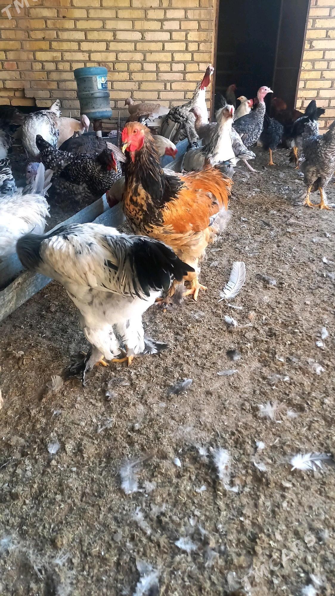 horaz balakly - Murgap - img 4