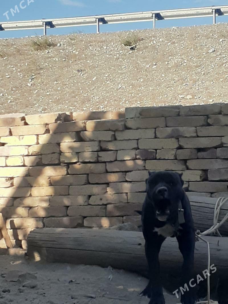 стаффордширский бультерьер - Фарап - img 3