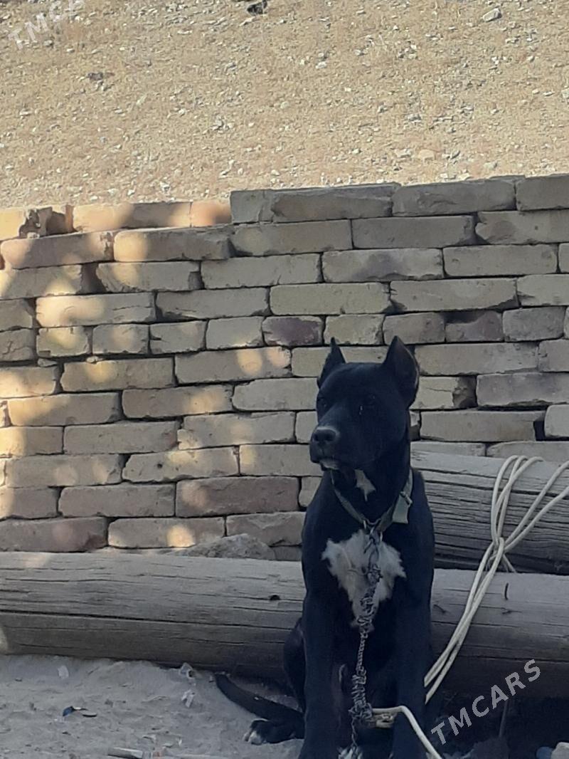 стаффордширский бультерьер - Фарап - img 2