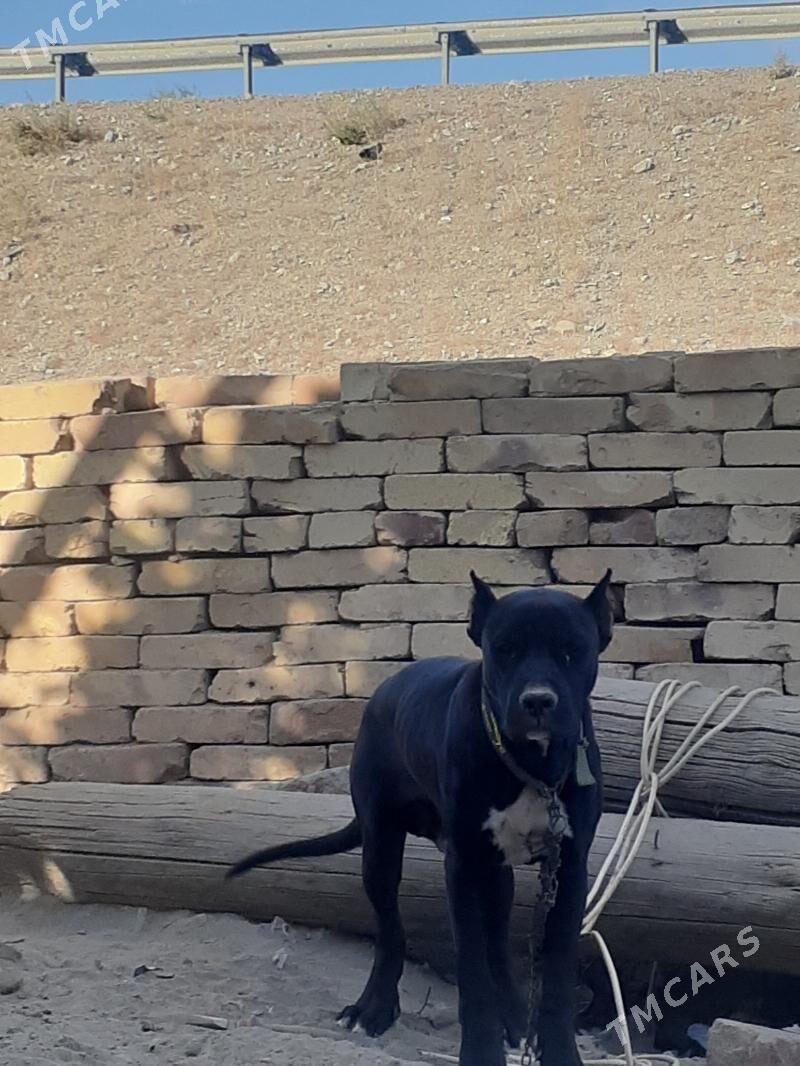 стаффордширский бультерьер - Фарап - img 5