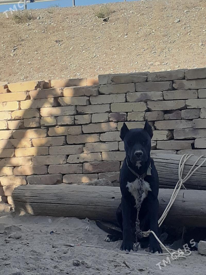 стаффордширский бультерьер - Фарап - img 1