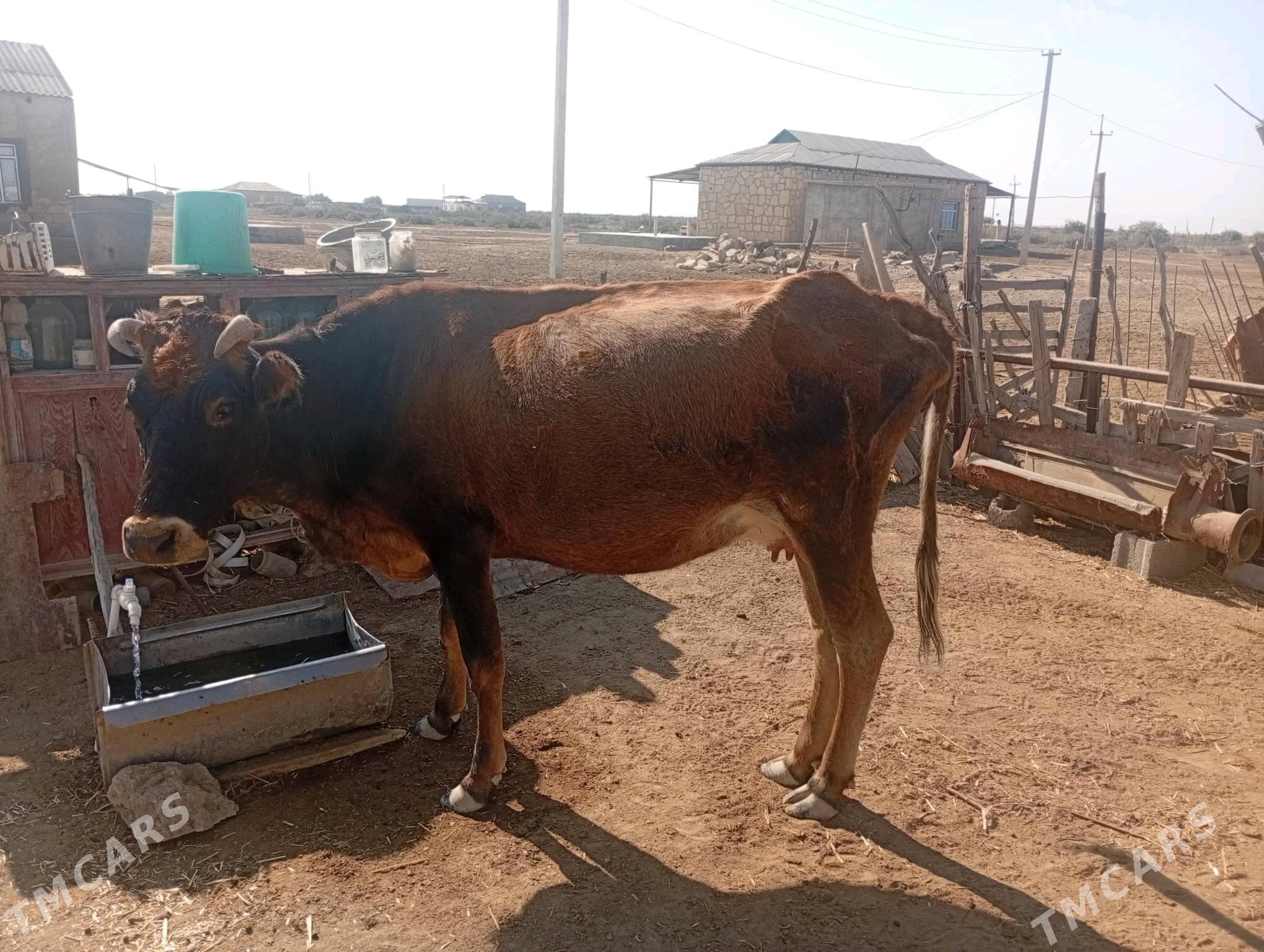 Sygyr - Этрек - img 3