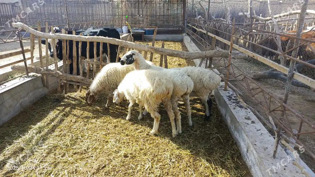 goyun - Sakar - img 3