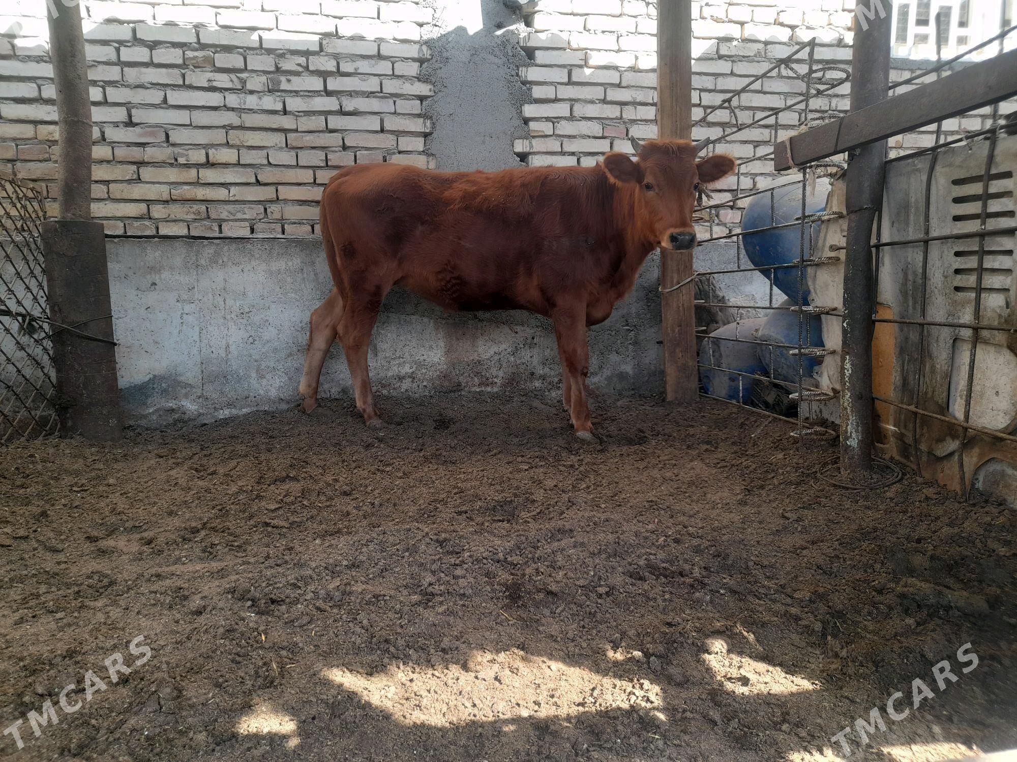 Tuwe - Büzmeýin - img 2