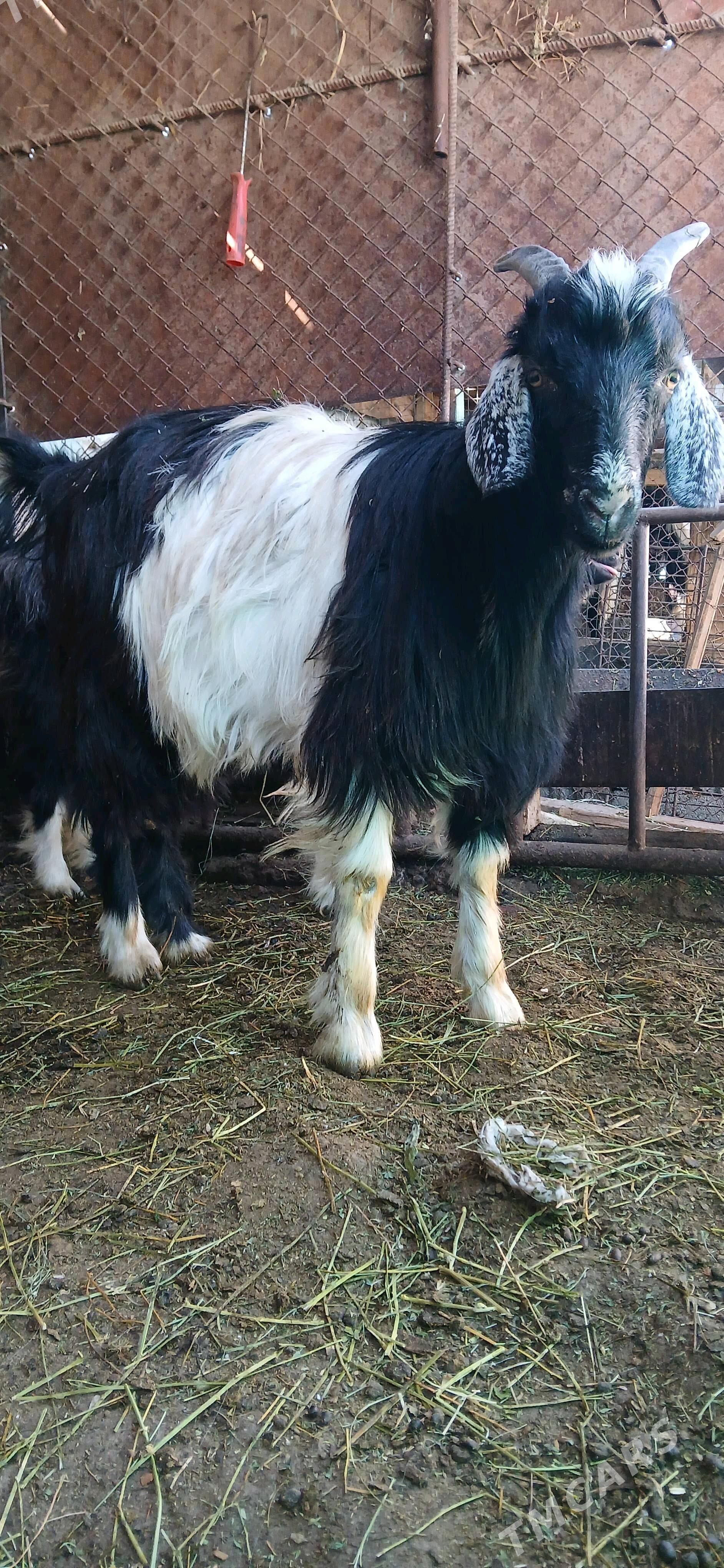 dog - Hitrowka - img 2