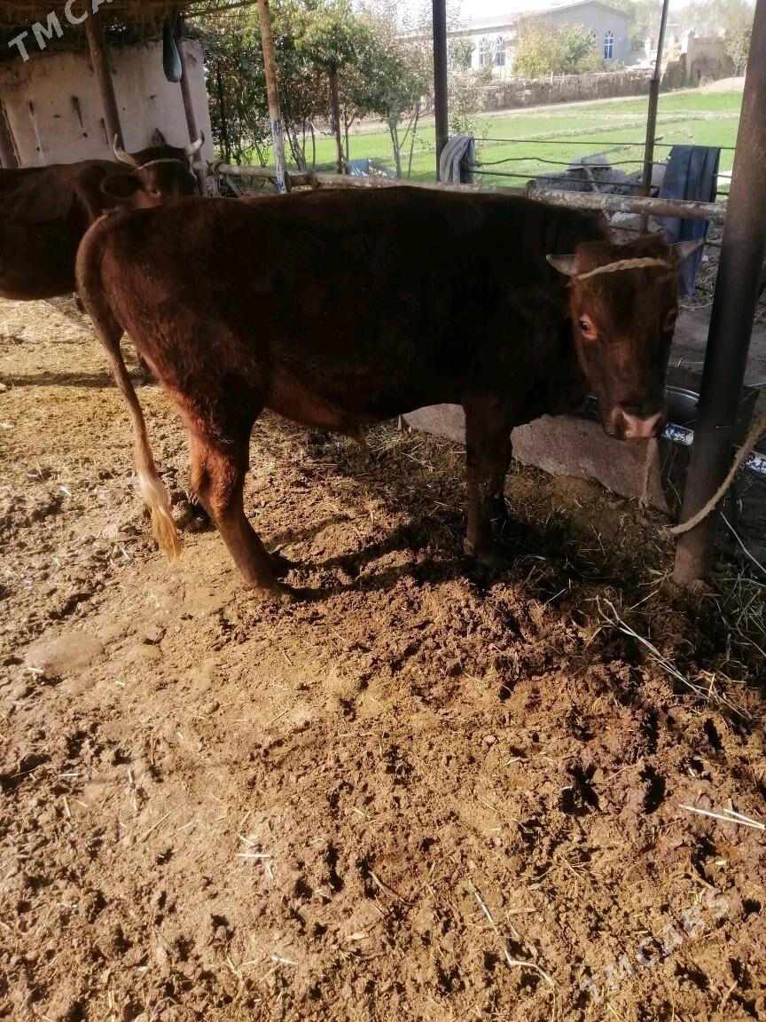 Окуз - Сакар - img 1