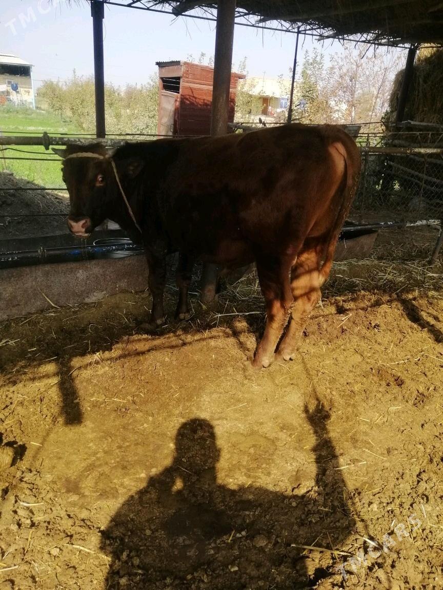 Окуз - Сакар - img 2