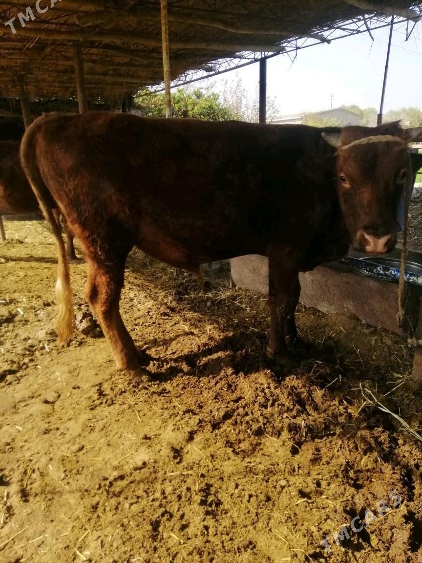 Окуз - Сакар - img 4