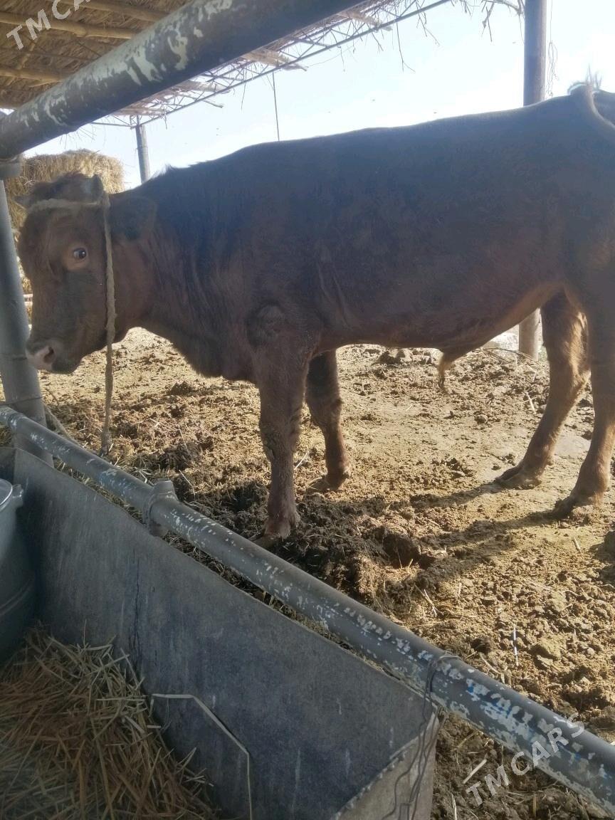 Окуз - Сакар - img 3