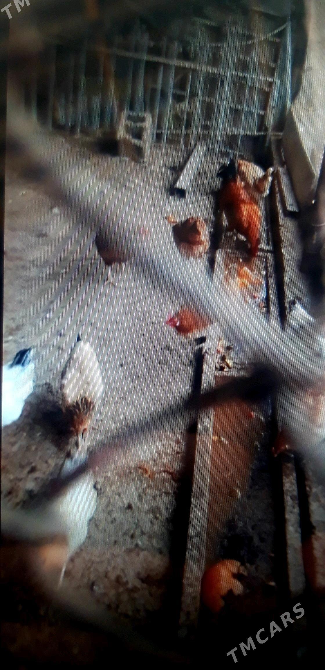 20 sany towyk - Gypjak - img 2