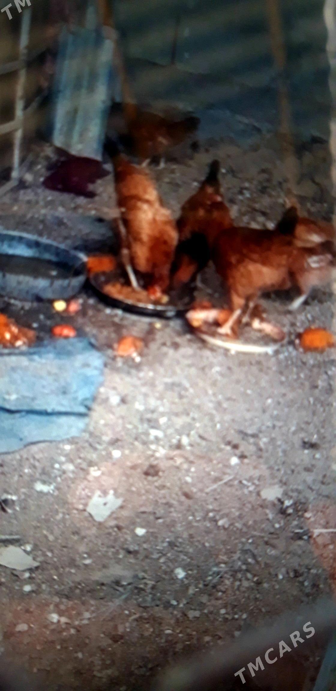 20 sany towyk - Gypjak - img 3