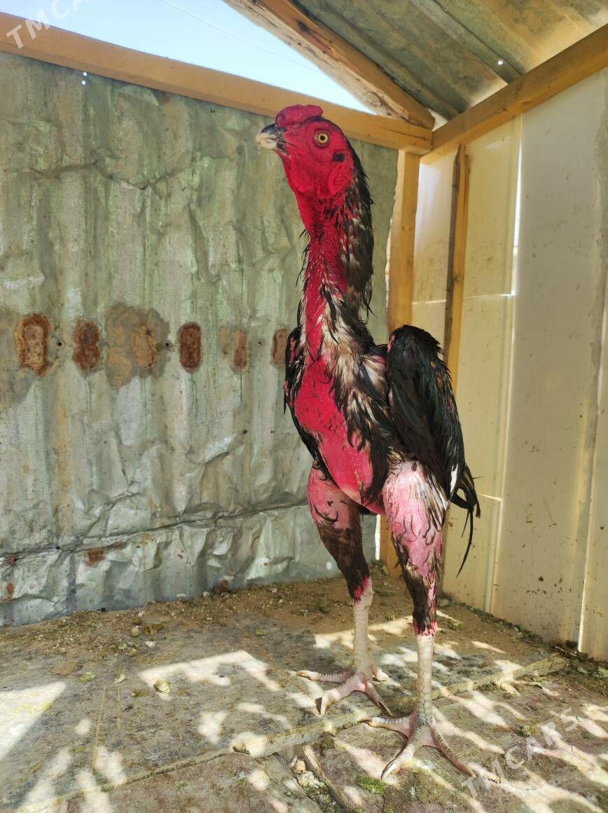 taskent horaz - Änew - img 3