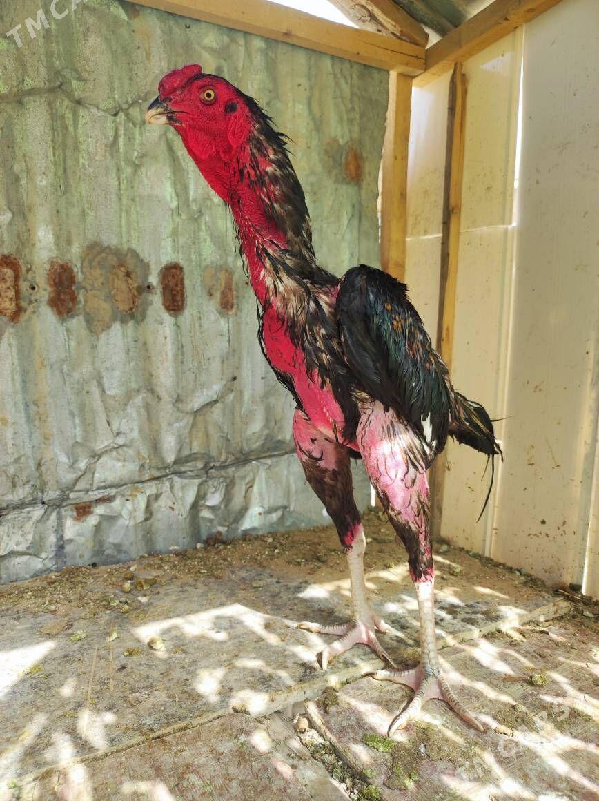 taskent horaz - Änew - img 2