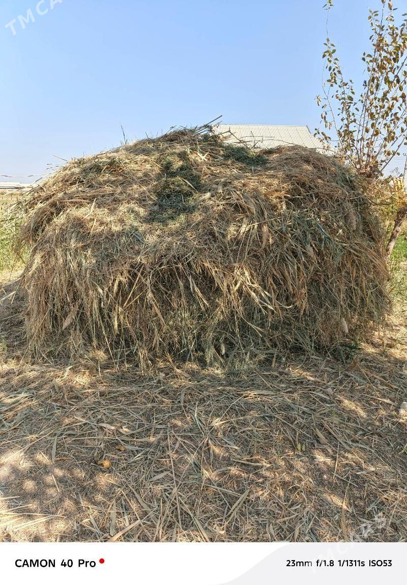 yorunjaly hasal ot satlyk - Байрамали - img 2
