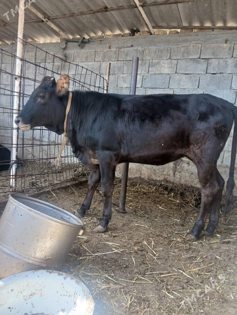 tuwe - Чоганлы - img 2