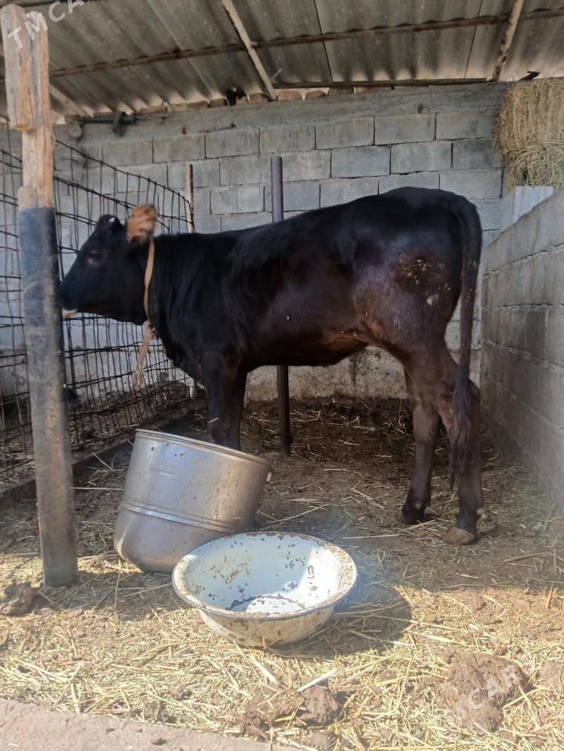 tuwe - Чоганлы - img 4