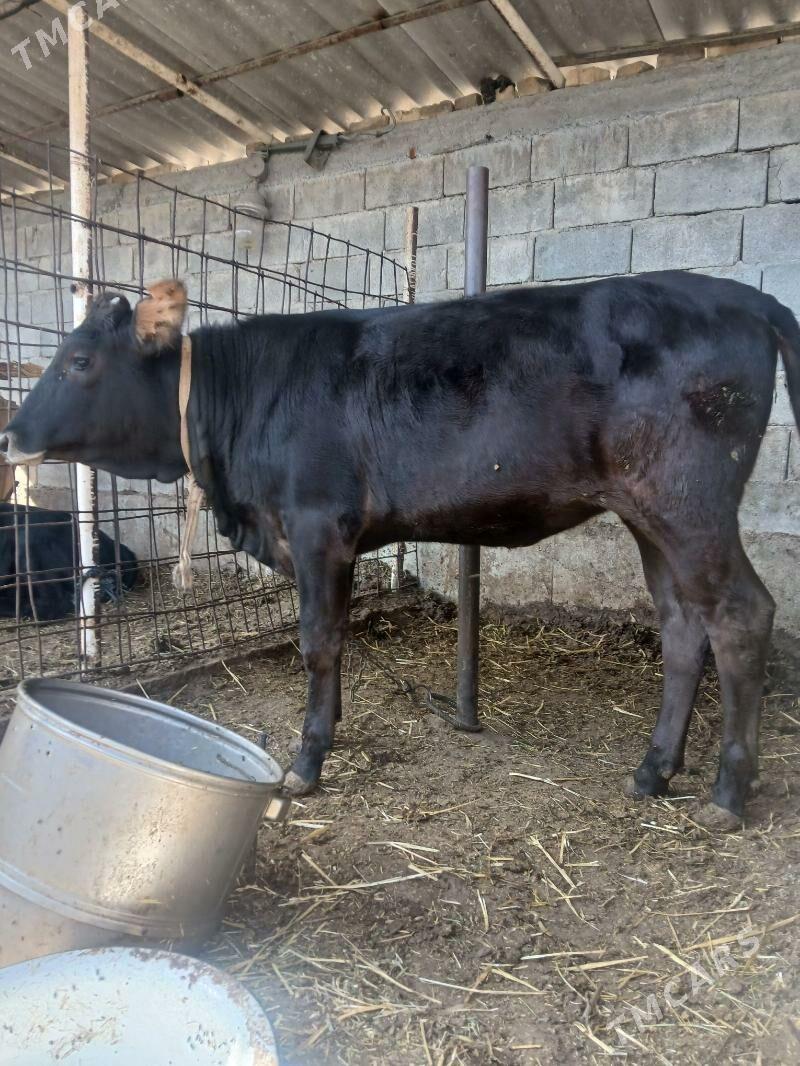 tuwe - Чоганлы - img 3