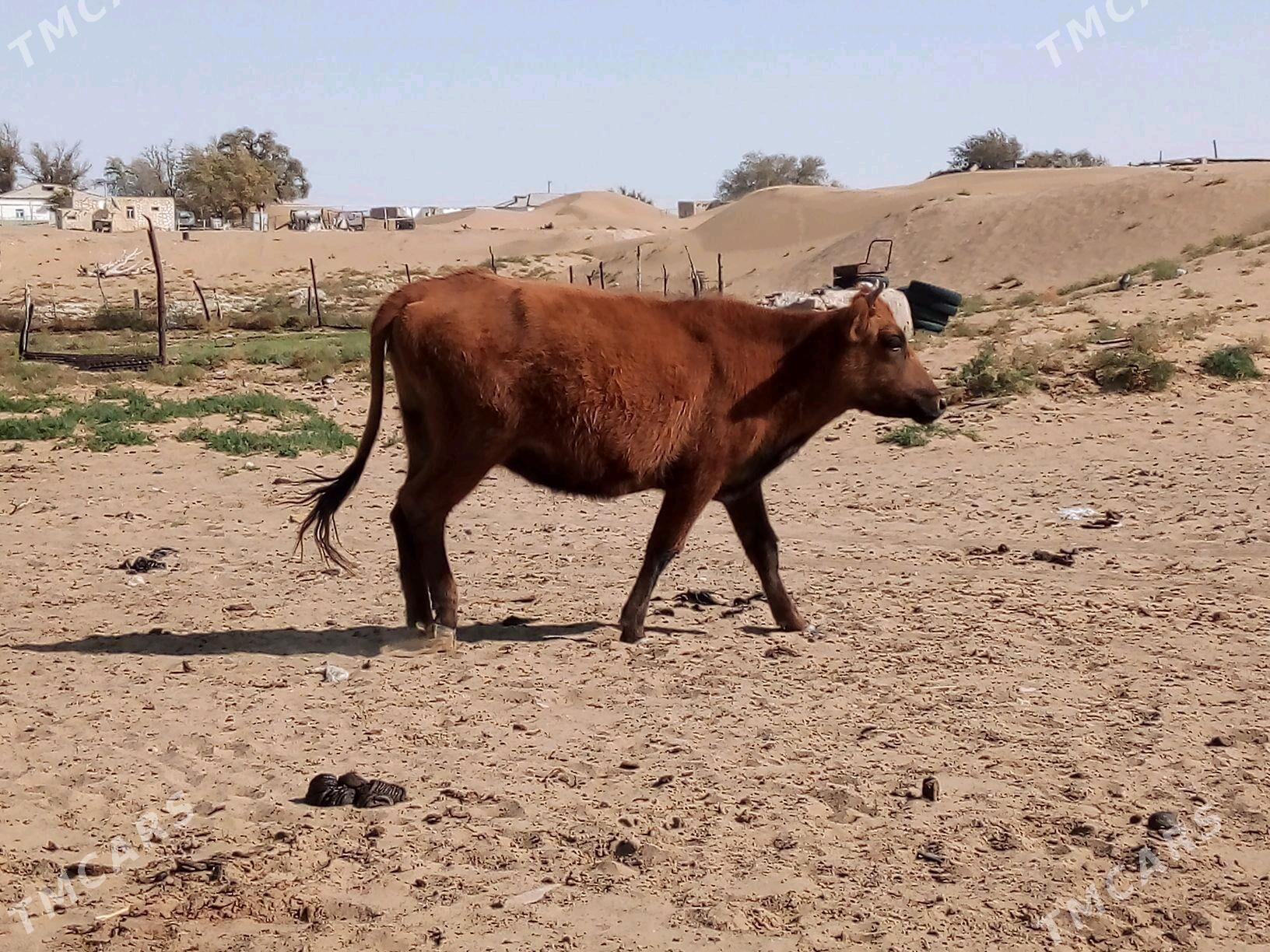 Bogaz gacar - Türkmenbaşy - img 5