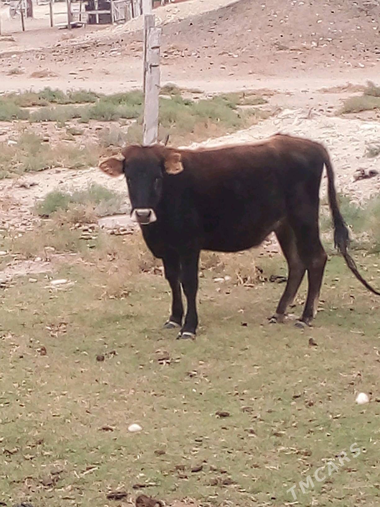 Bogaz gacar - Türkmenbaşy - img 4