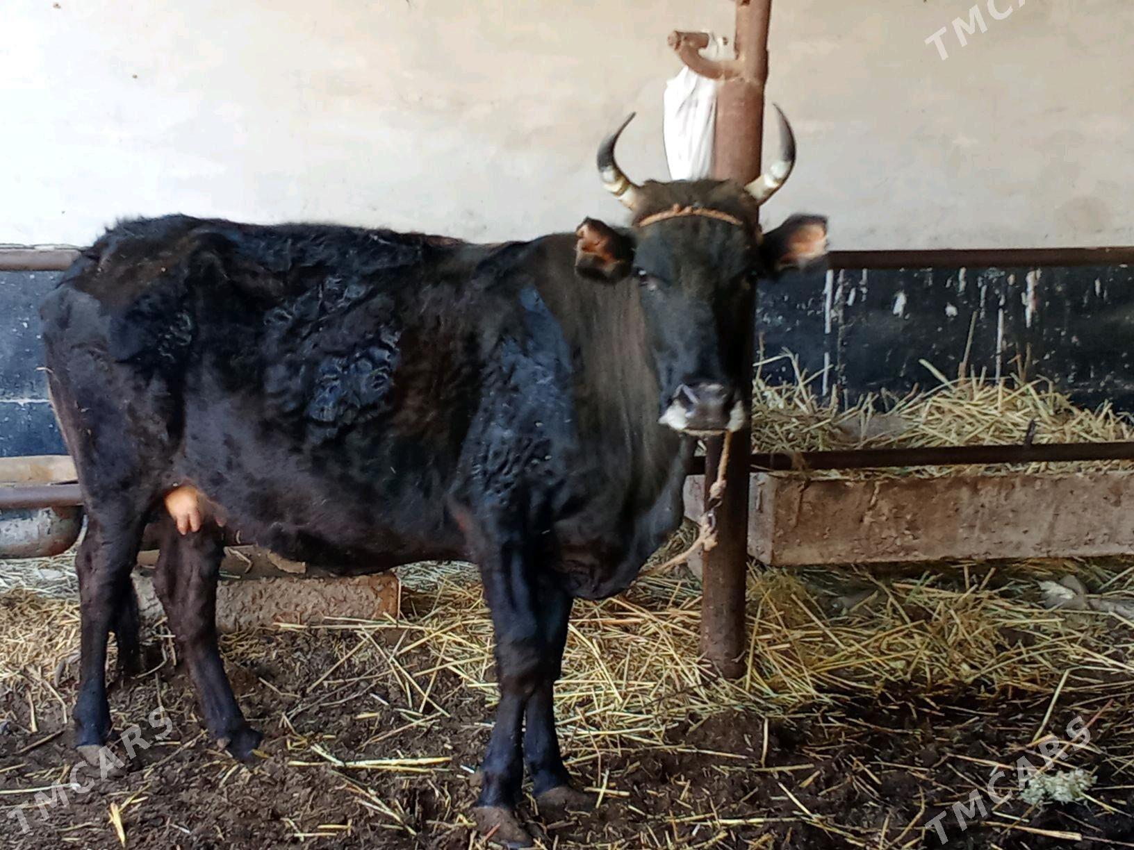 baklyk sygyr - Чарджоу - img 2