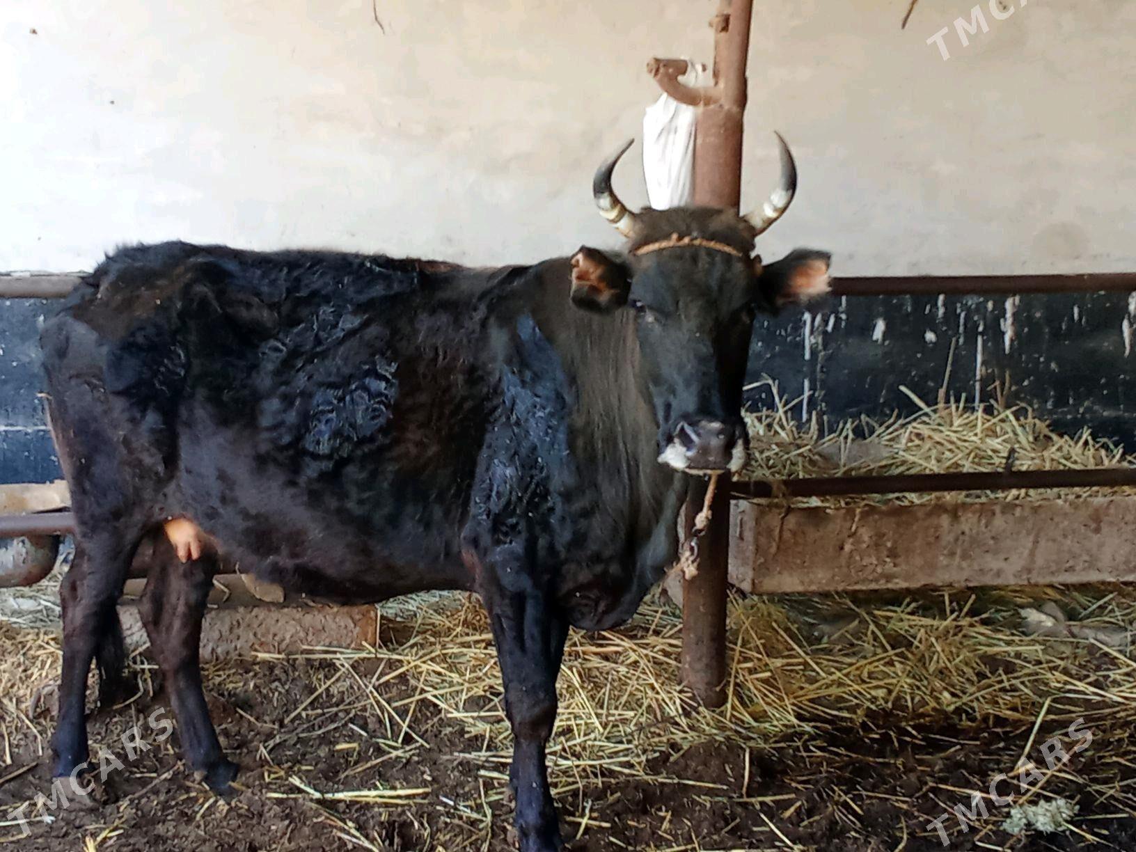 baklyk sygyr - Чарджоу - img 1