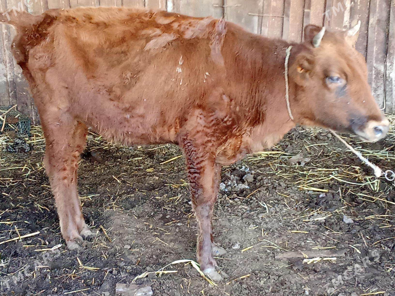 unajyn - Çärjew - img 1