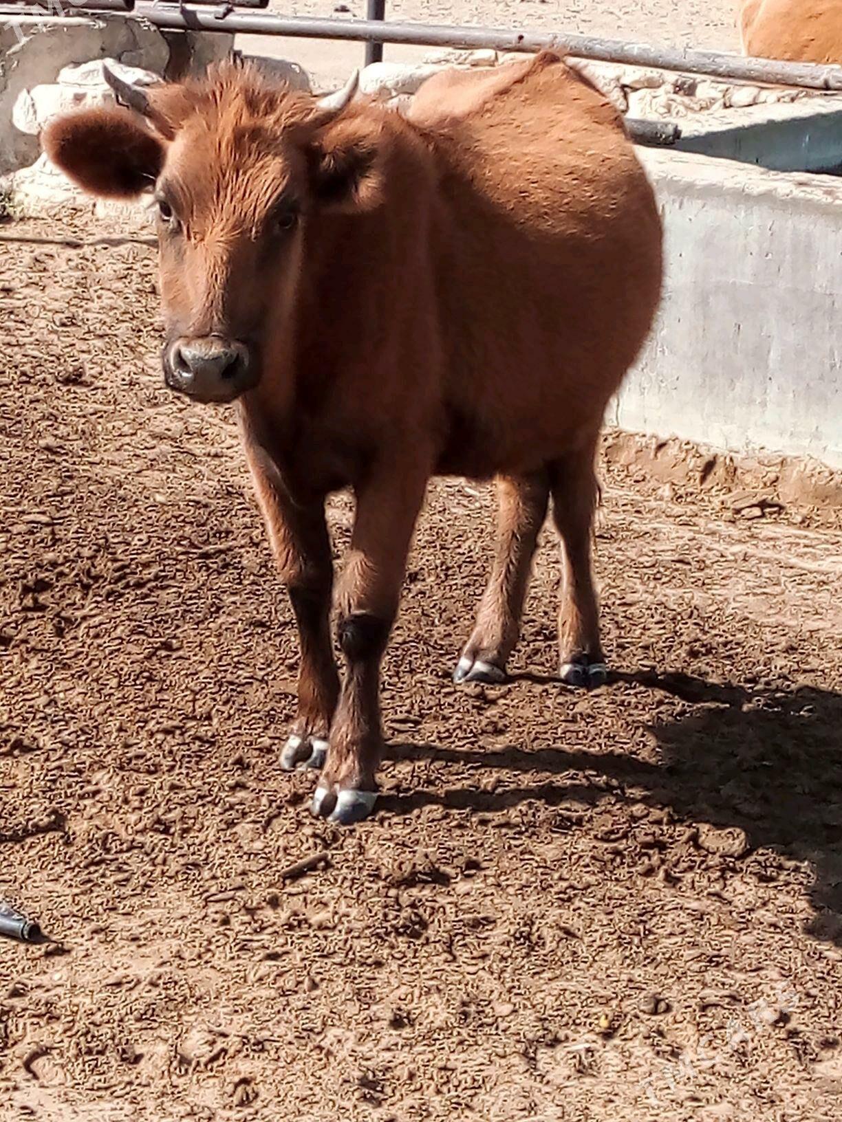 Bogaz gacar - Türkmenbaşy - img 6