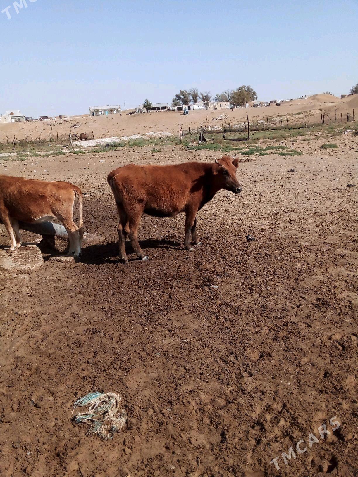 Bogaz gacar - Türkmenbaşy - img 9