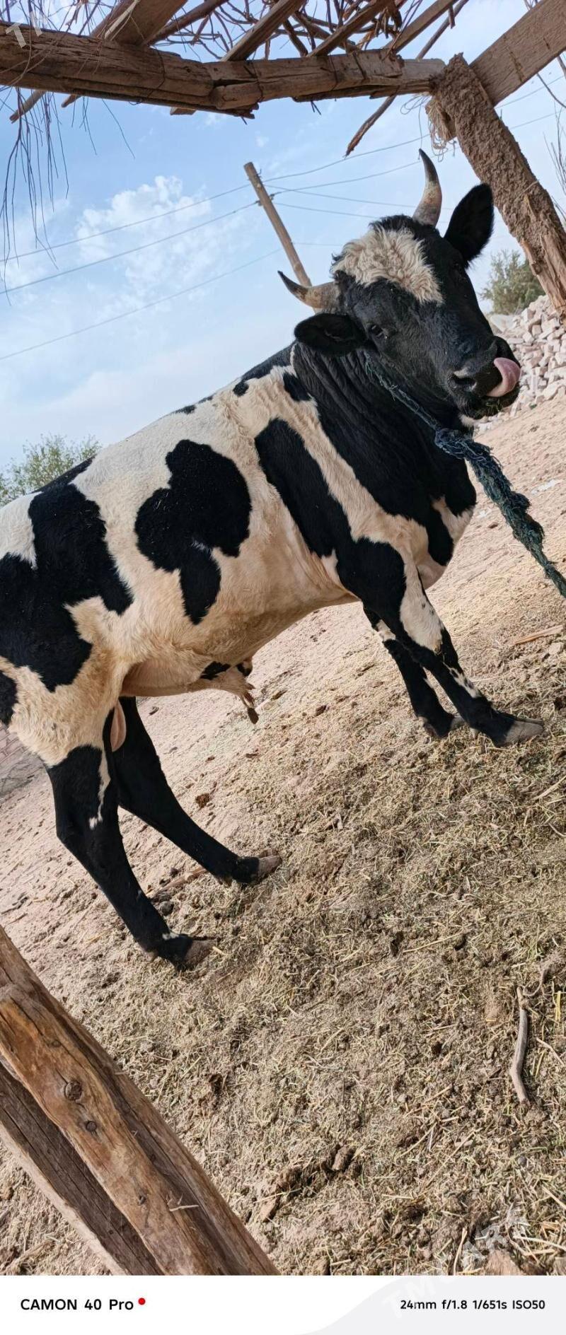 Okuz - Babadaýhan - img 1