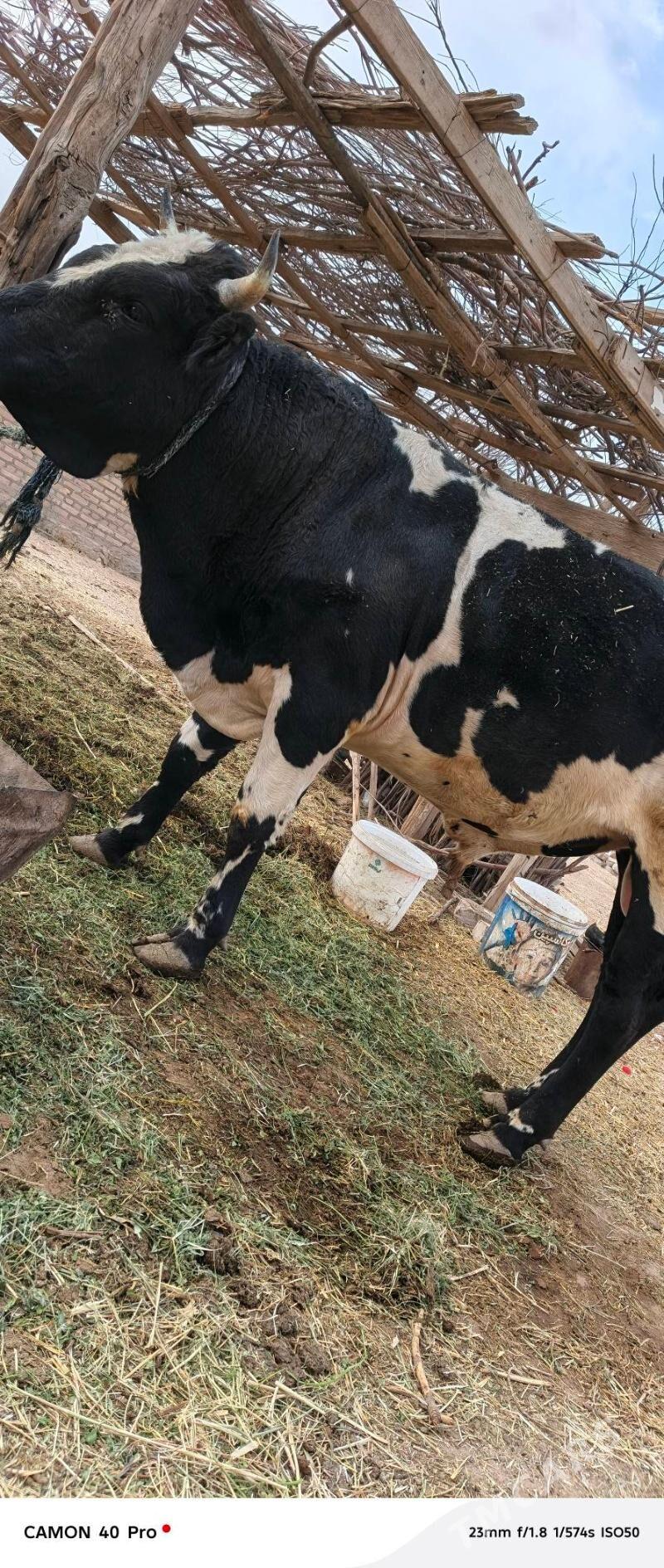 Okuz - Babadaýhan - img 2