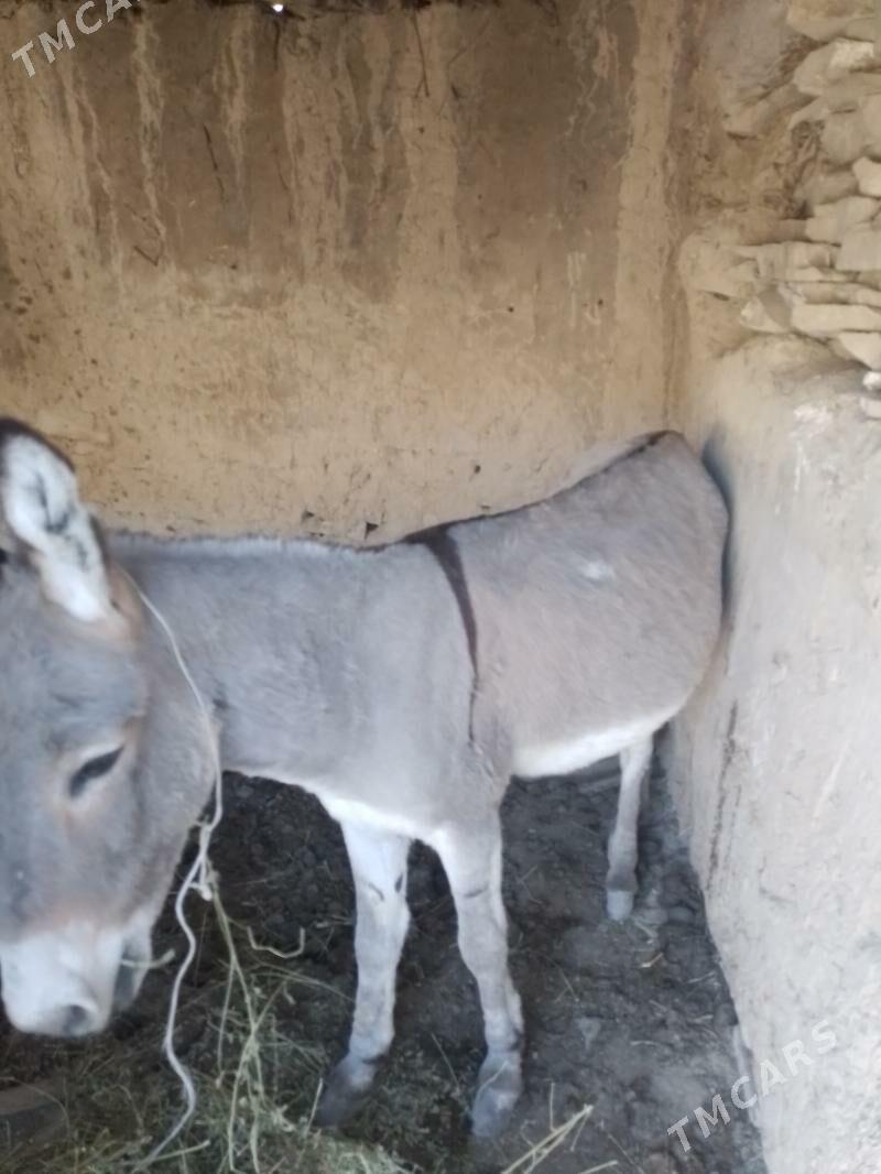 Eşek - Бахарден - img 1