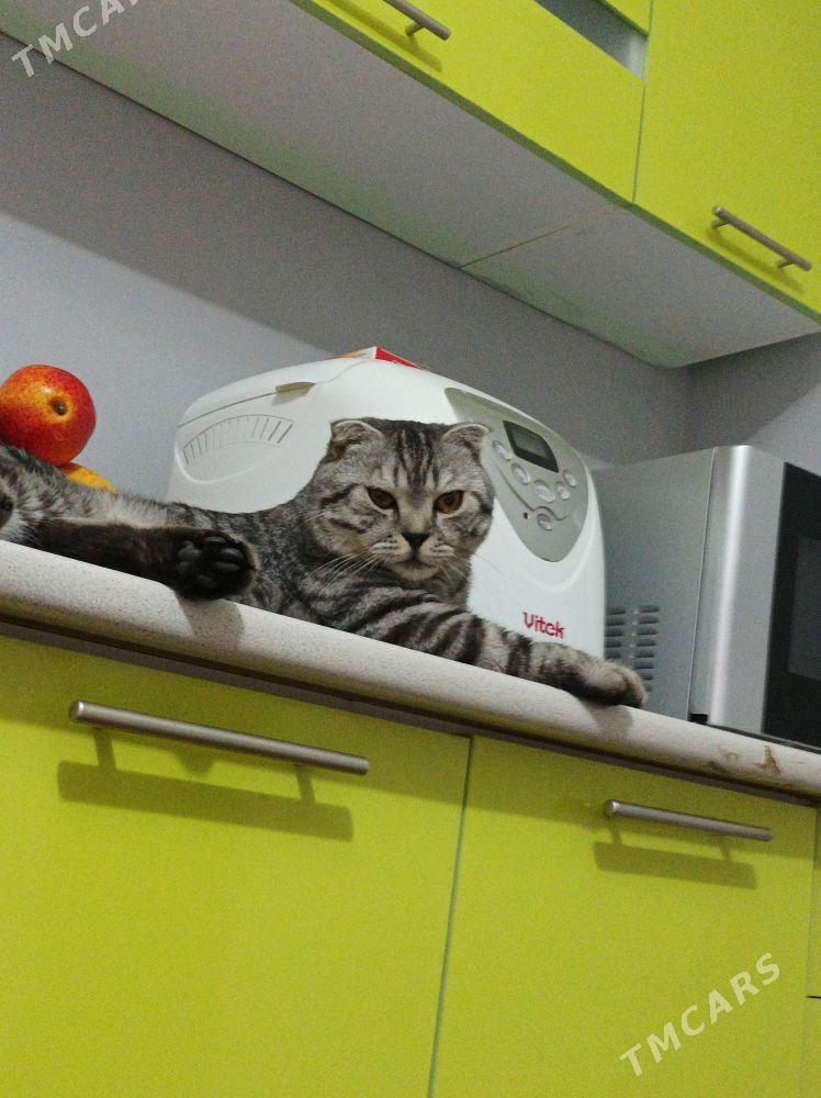 Şotland Pişik - Daşoguz - img 2