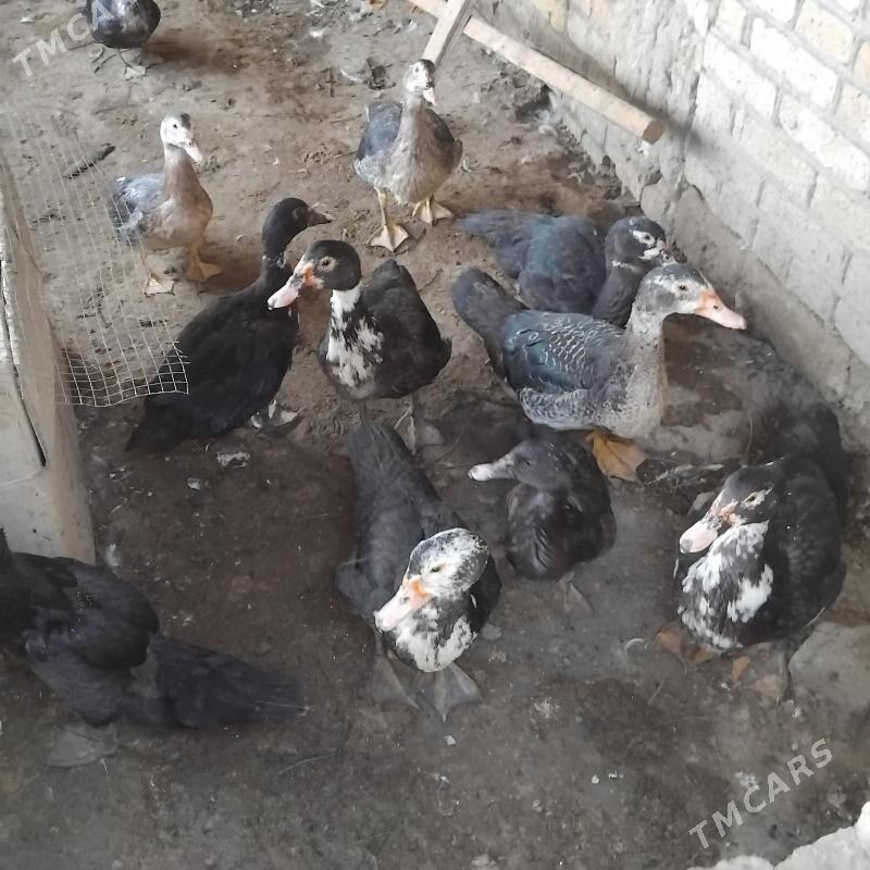 induwuga - Wekilbazar - img 2