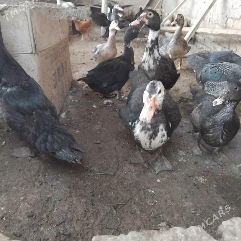 induwuga - Wekilbazar - img 3