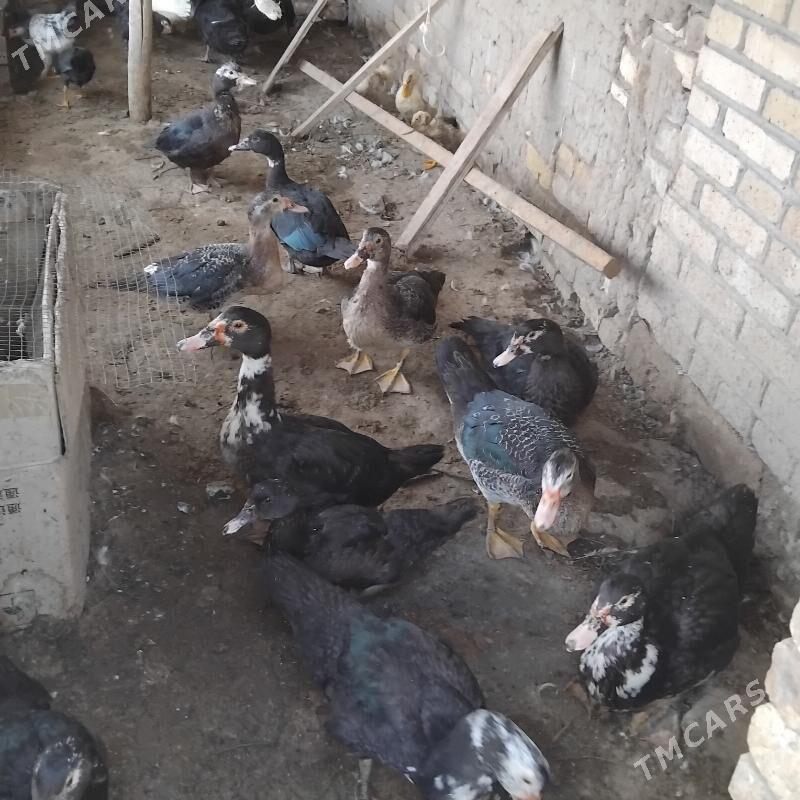 induwuga - Wekilbazar - img 1