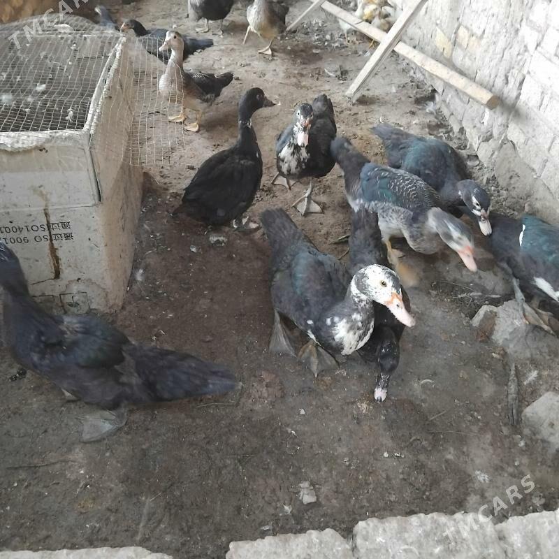 induwuga - Wekilbazar - img 4