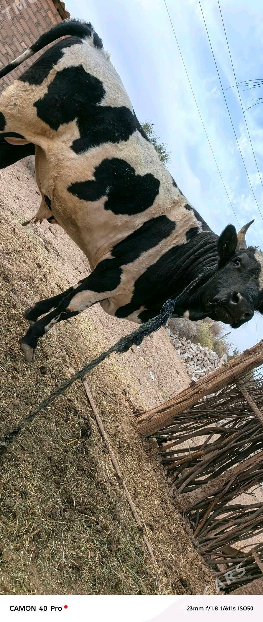 Okuz - Babadaýhan - img 5