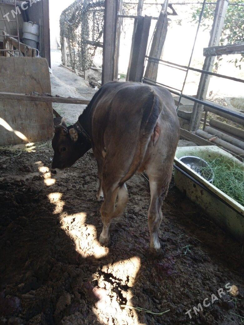 tohum túwe - Gypjak - img 3