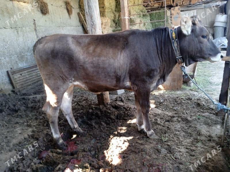 tohum túwe - Gypjak - img 1