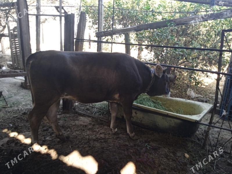 tohum túwe - Gypjak - img 5