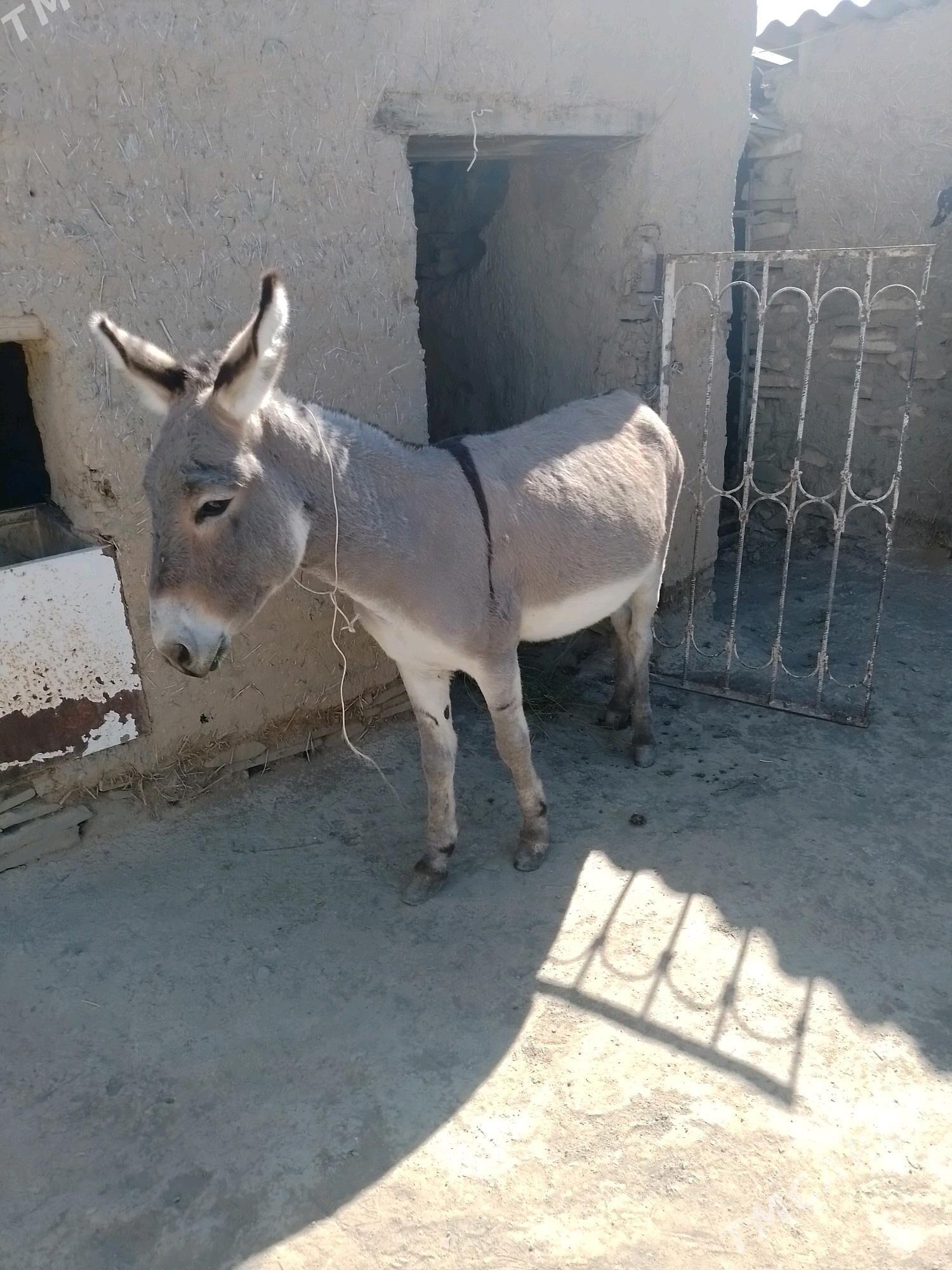 Eşek - Bäherden - img 2