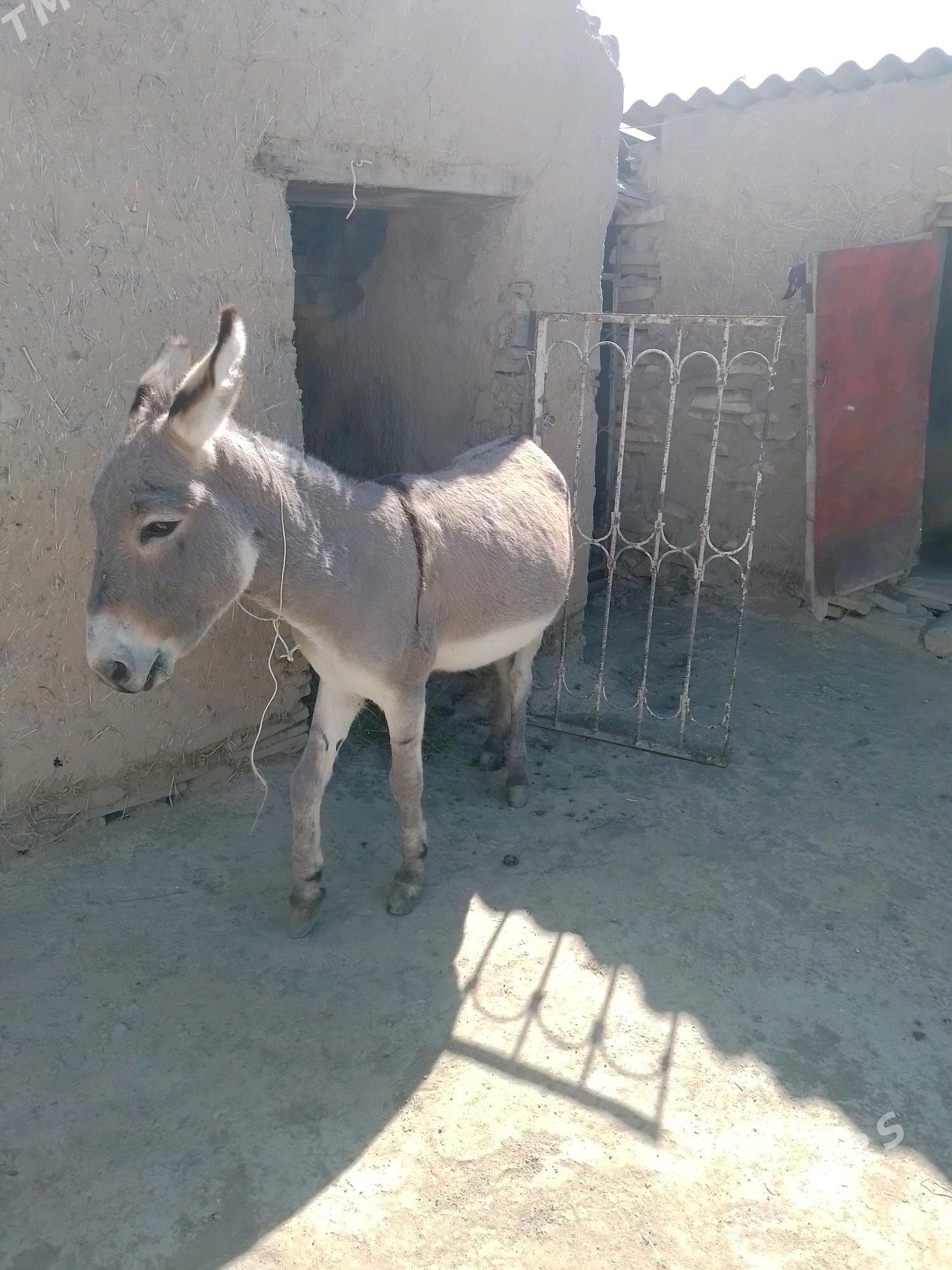 Eşek - Bäherden - img 3