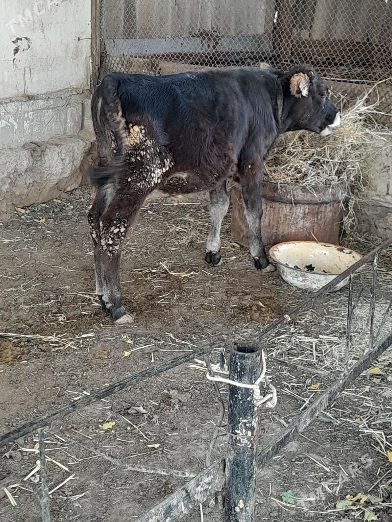 Ökuz tuwe - Багир - img 2