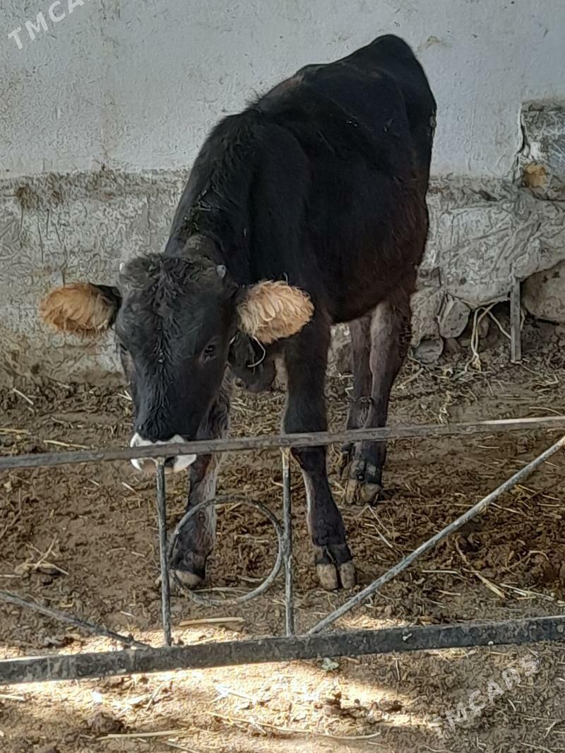 Ökuz tuwe - Багир - img 1