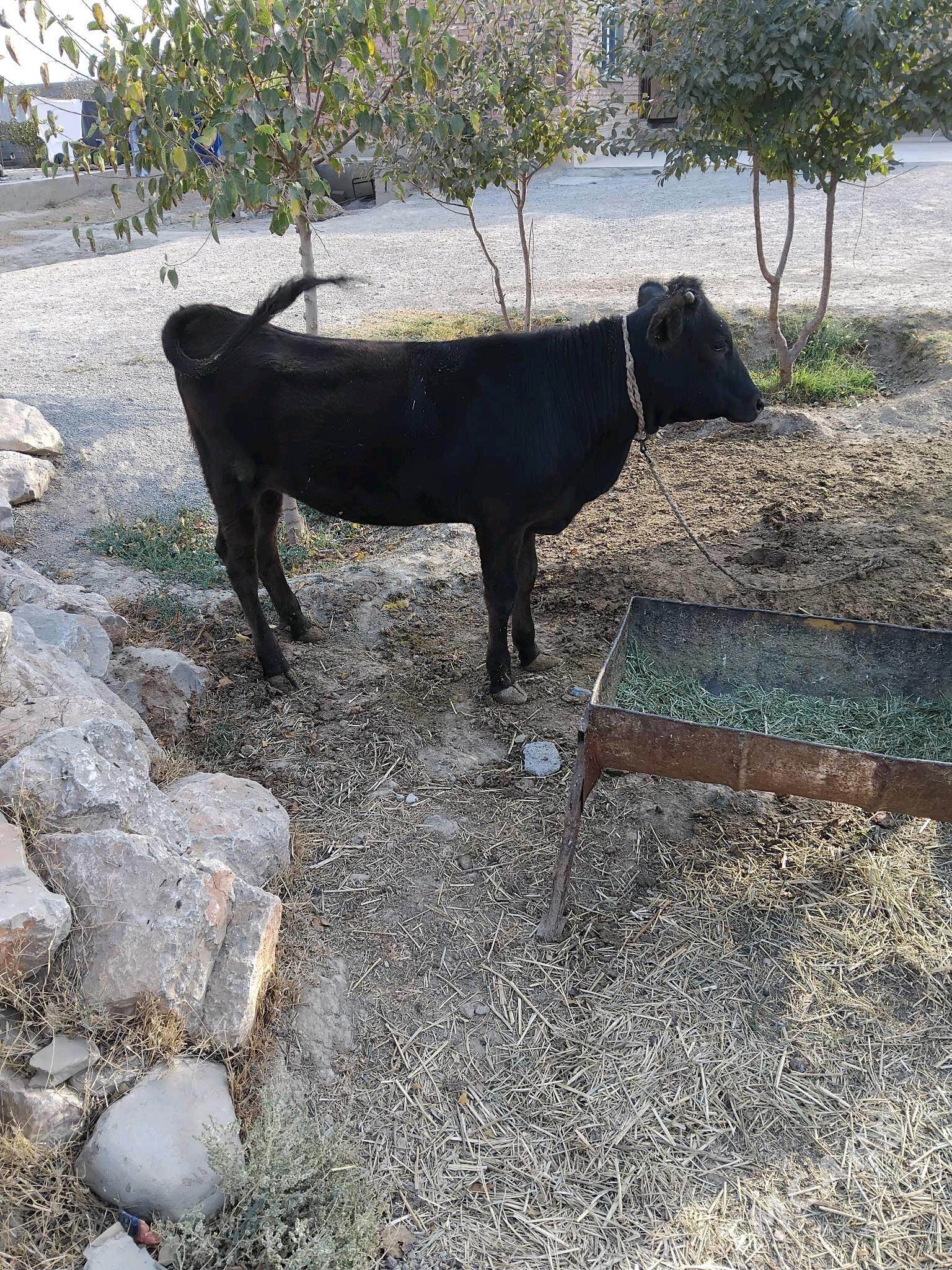 tuwe - Bäherden - img 1