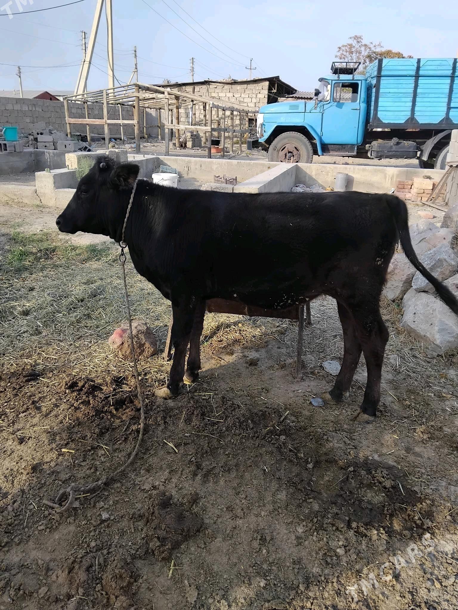 tuwe - Bäherden - img 2